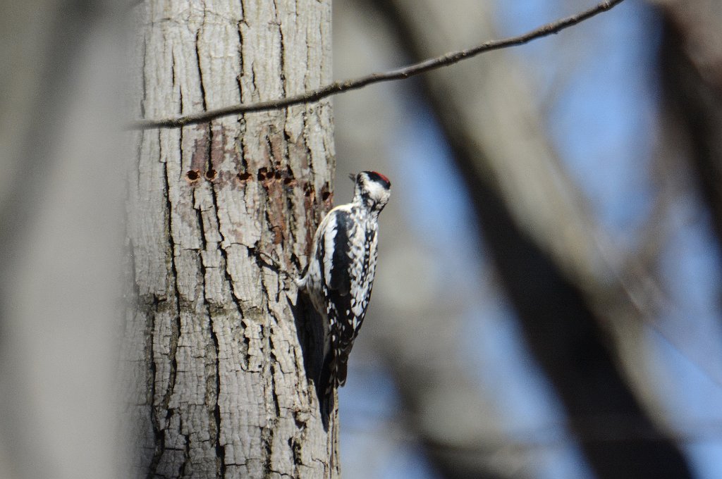 Woodpecker, Red-breasted Sapsucker, 2014-04060055 Broad Meadow Brook, MA.JPG - Red-breasted Sapsucker. Broad Meadow Brook Wildlife Sanctuary, Worcester, MA, 4-6-2014